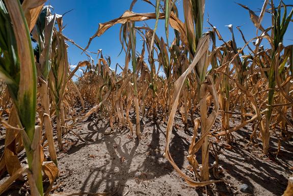 Crop failures in dry soils Drought in maize crop.